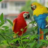 景區仿真鸚鵡雕塑