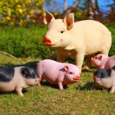 玻璃鋼仿真雕塑“招財豬”為廣州景區環境又添光彩